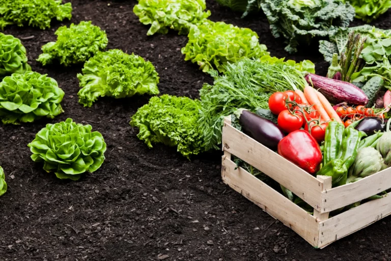 Du terroir à la table : La Valeur incomparable des produits locaux
