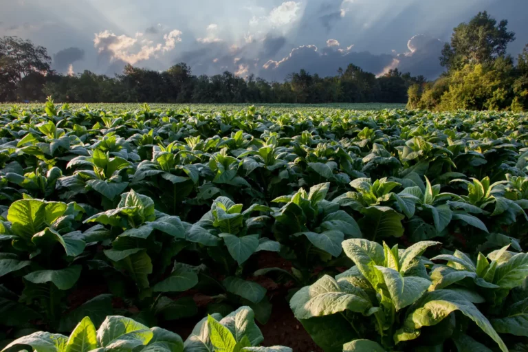 5 raisons de choisir des restaurants qui soutiennent l’agriculture locale