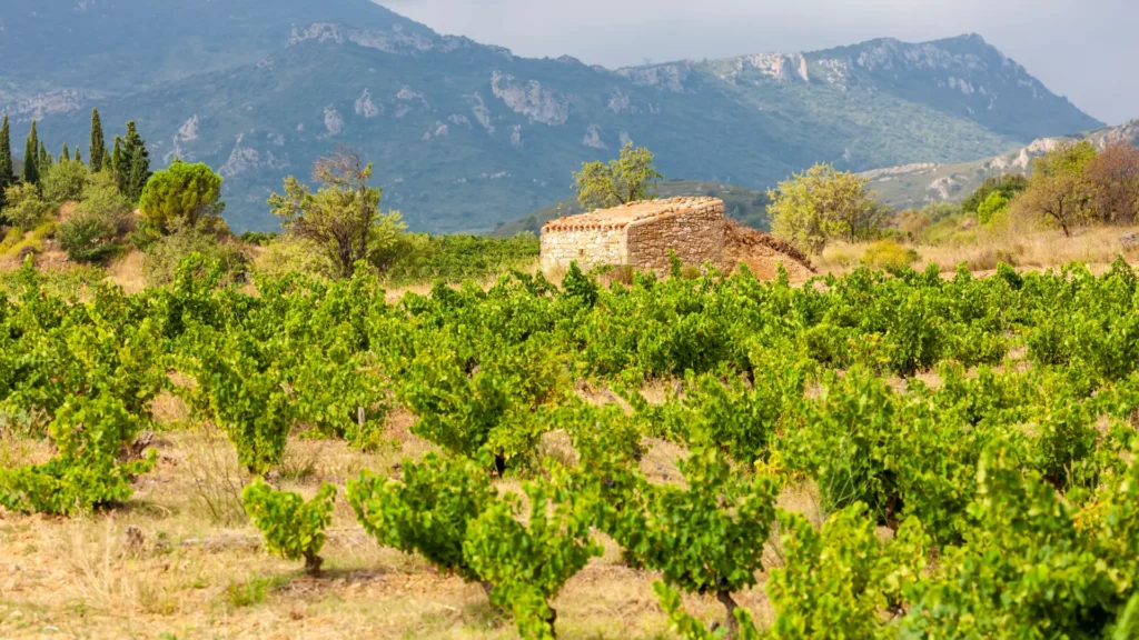 vins du languedoc