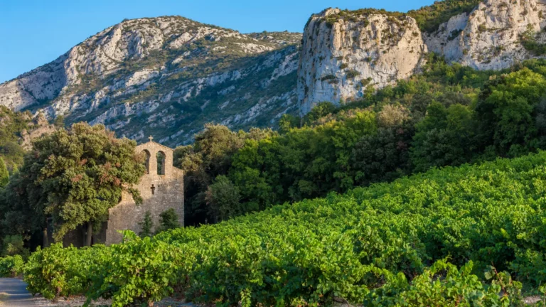 Mettre en Lumière les Vins du Languedoc