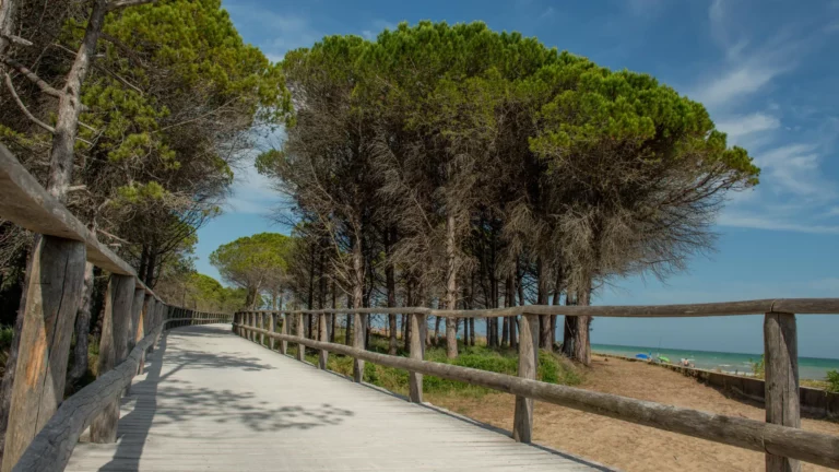 Les Pistes Cyclables du Languedoc : Découvrez le Charme du Sud à Vélo